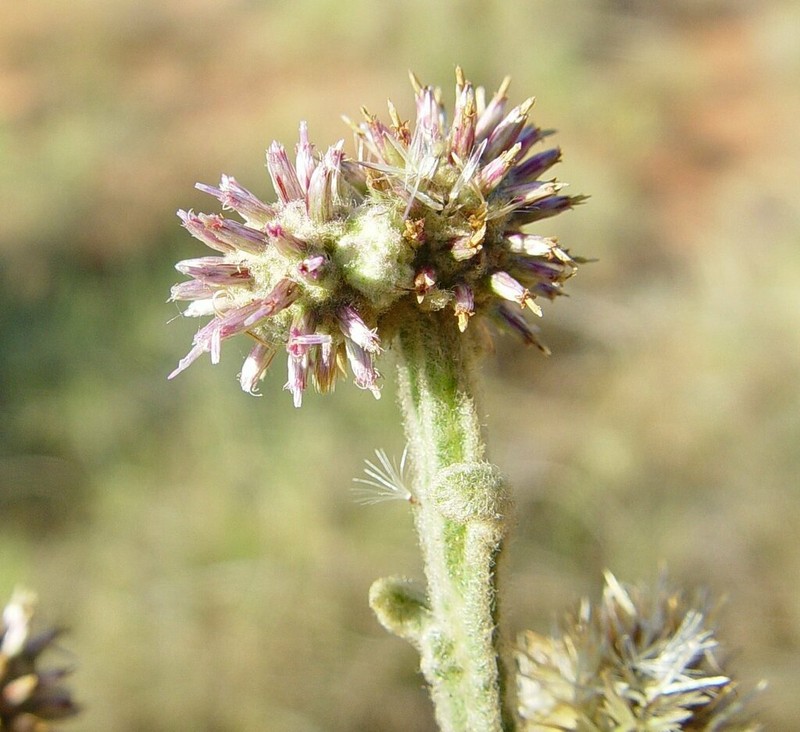 Pterocaulon paradoxum photo 2
