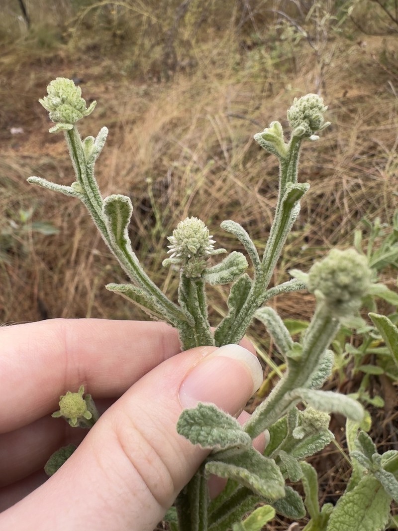 Pterocaulon paradoxum photo 4