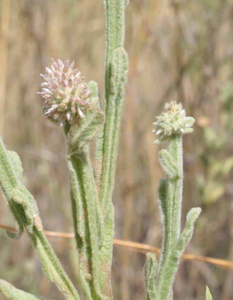Pterocaulon paradoxum photo 5