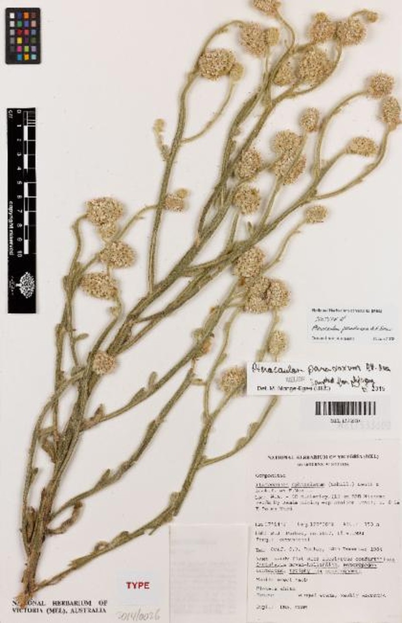 Pterocaulon paradoxum photo 7