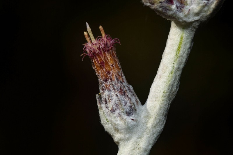 Pterocaulon polypterum