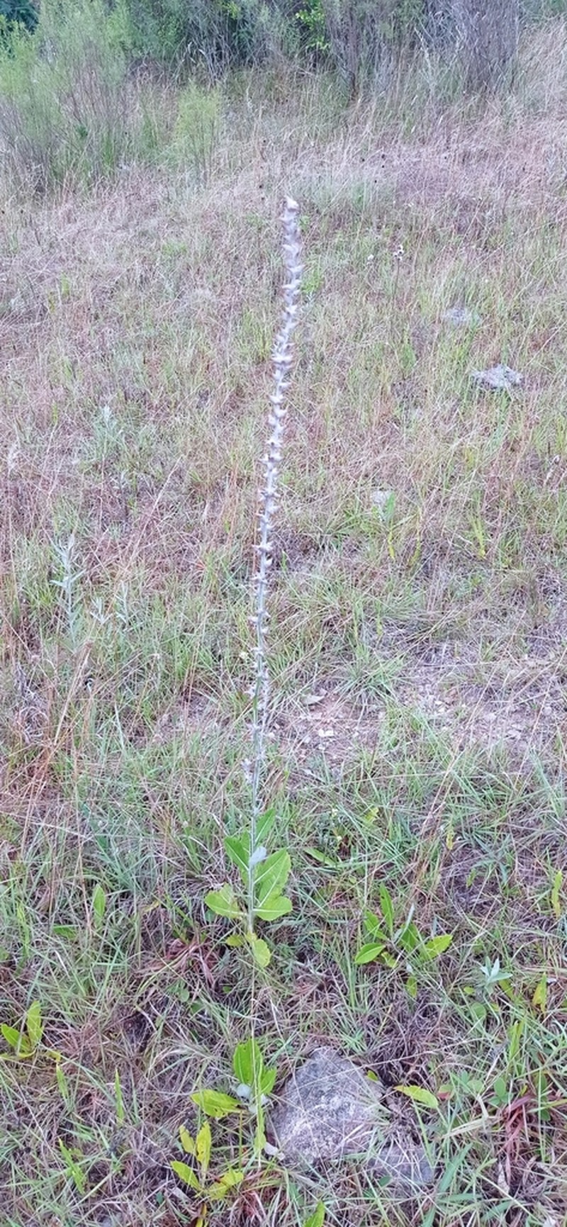 Pterocaulon polypterum photo 3