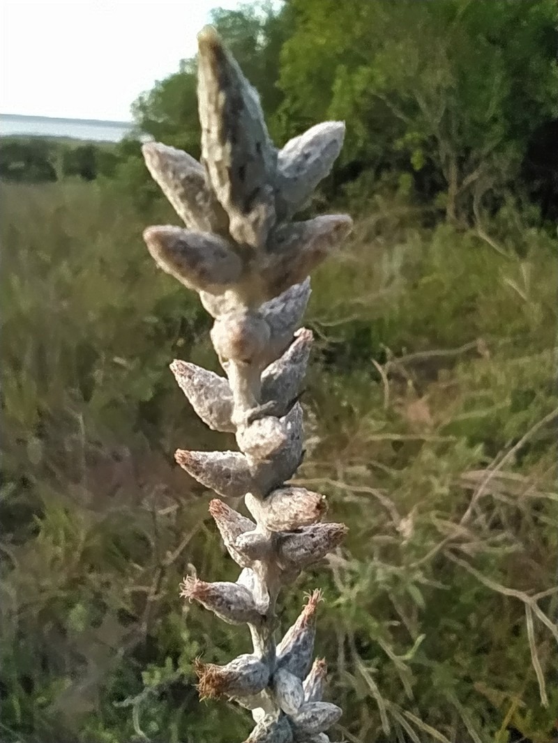 Pterocaulon polypterum photo 4