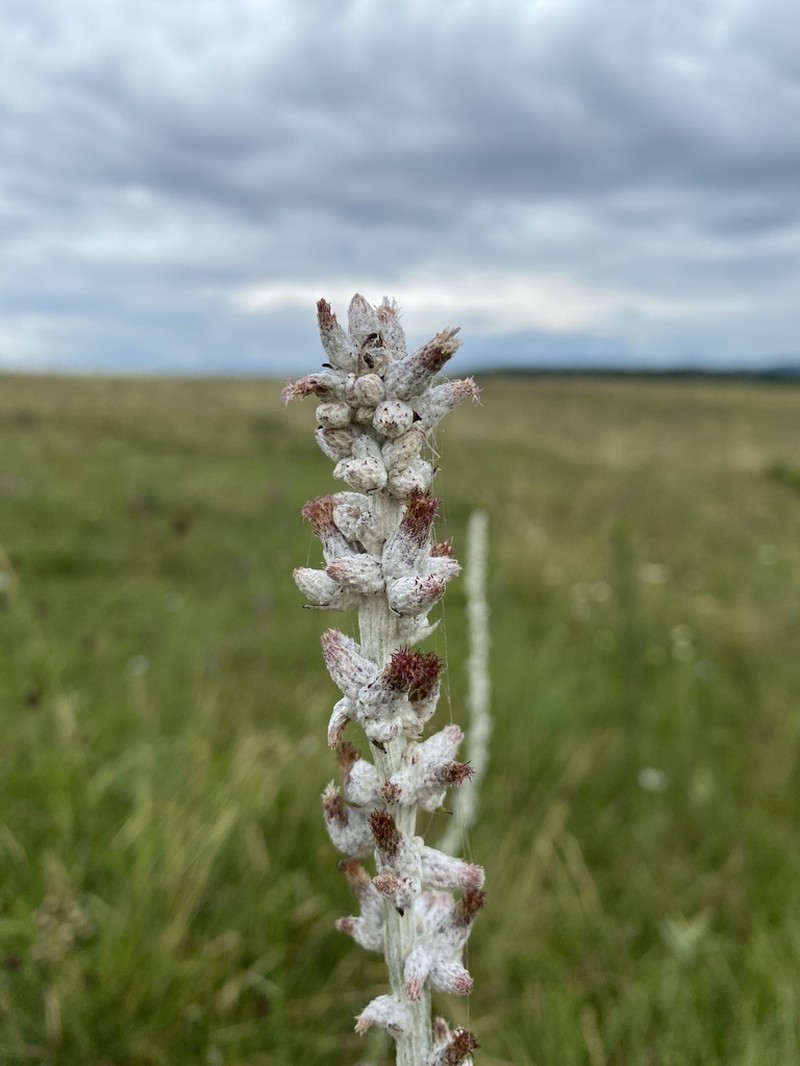 Pterocaulon polypterum photo 6