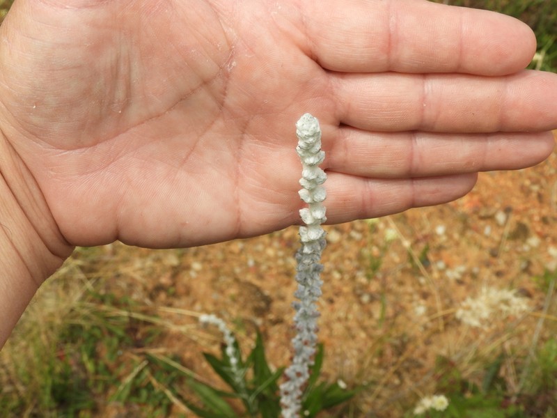 Pterocaulon polypterum photo 7