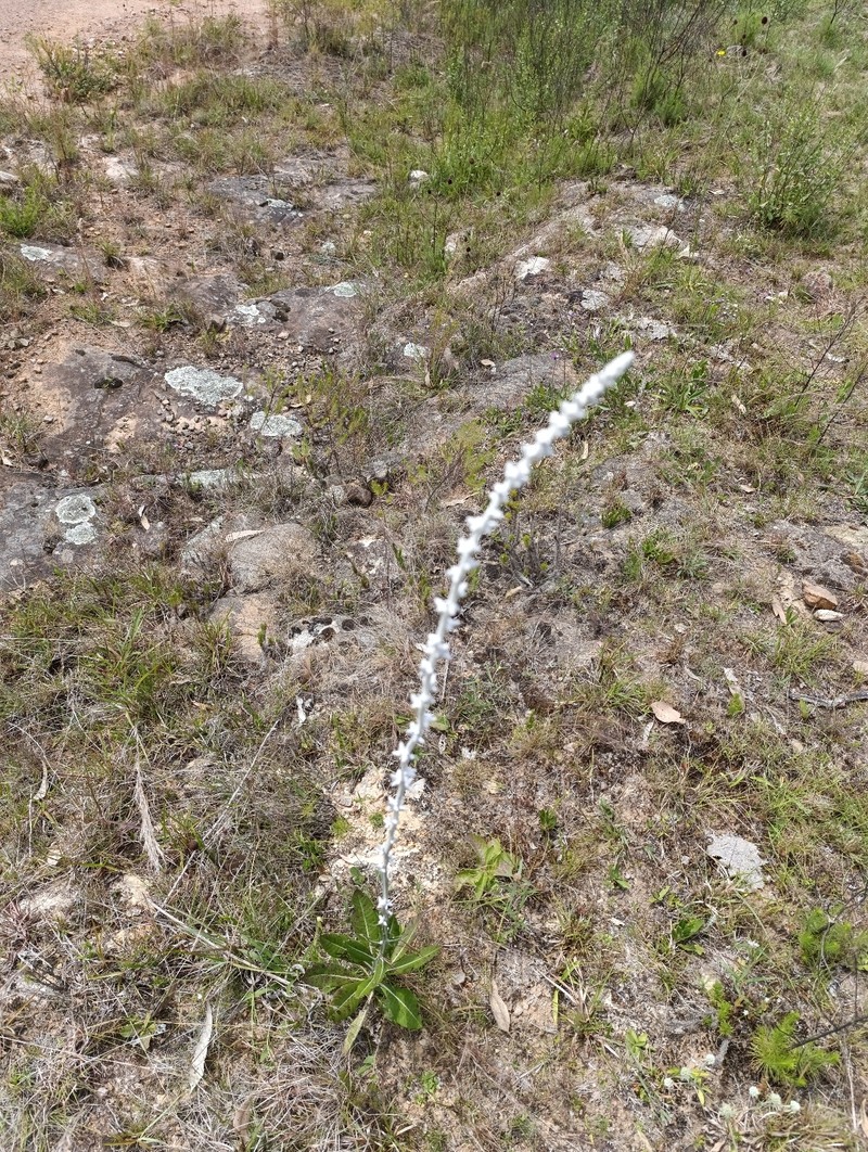 Pterocaulon polypterum photo 8