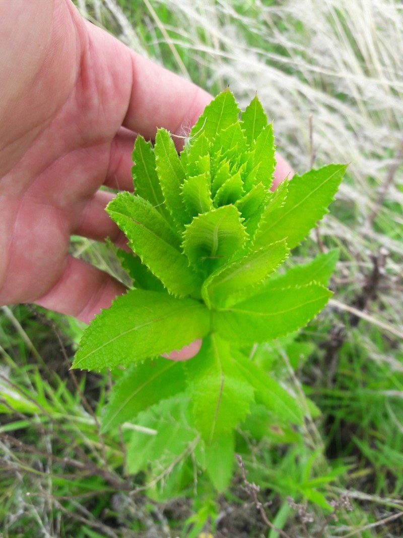 Pterocaulon polystachyum