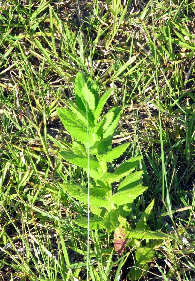 Pterocaulon polystachyum photo 2