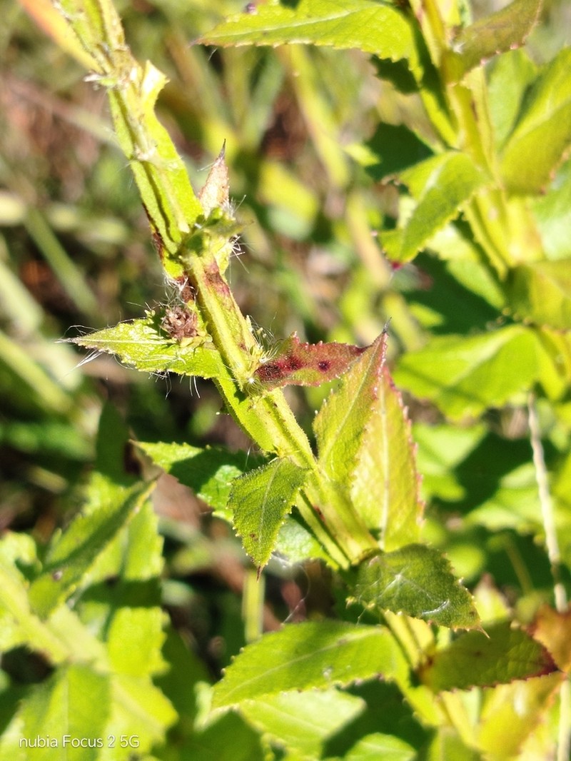 Pterocaulon polystachyum photo 4