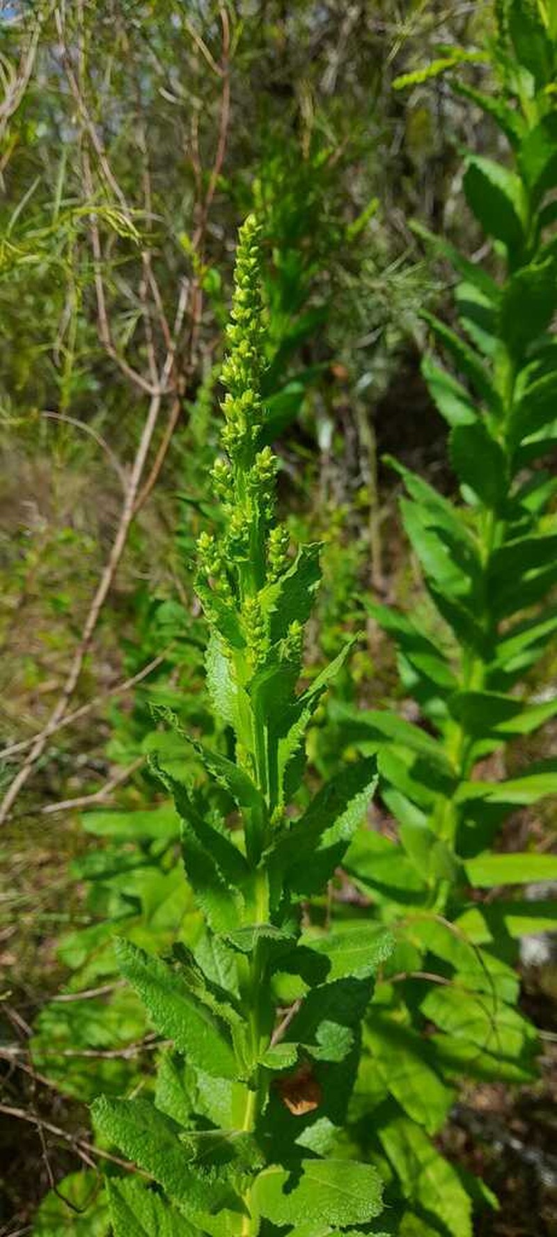 Pterocaulon polystachyum photo 5