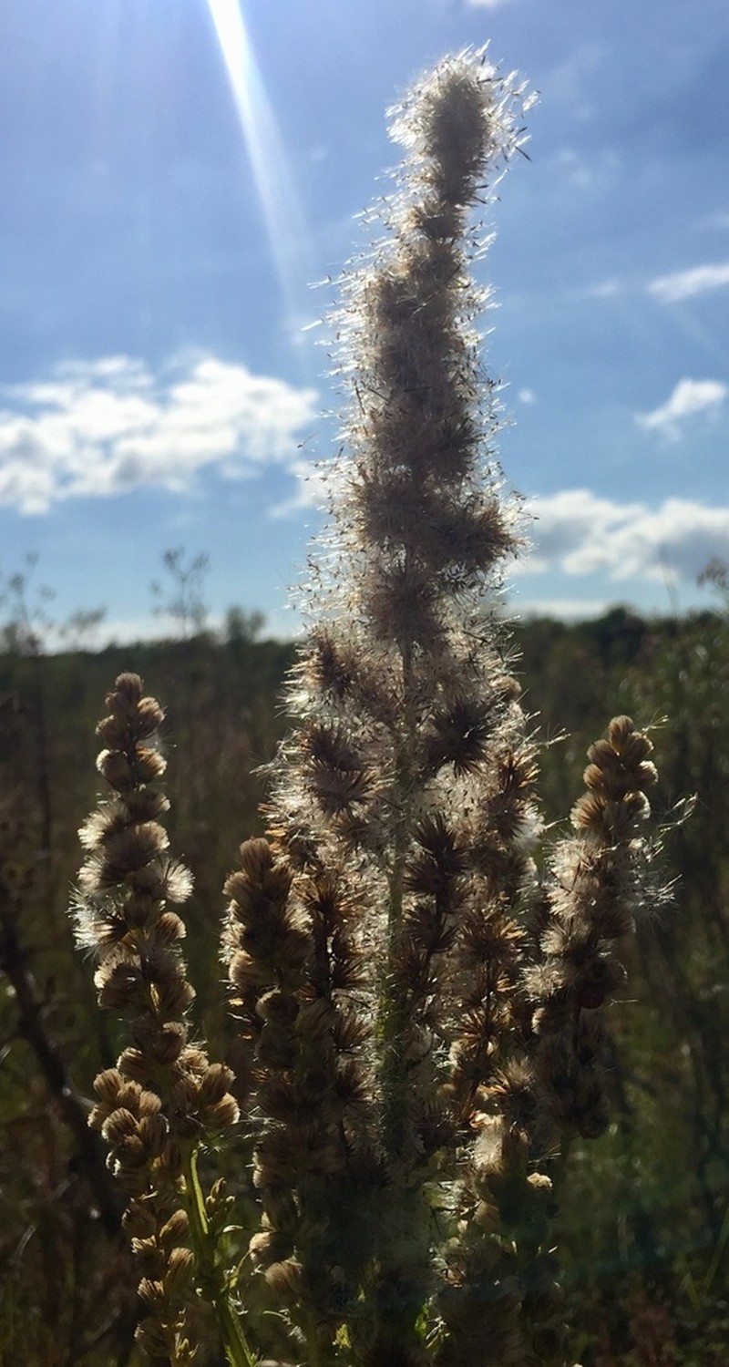 Pterocaulon polystachyum photo 6