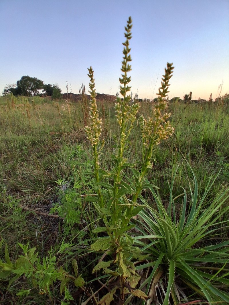 Pterocaulon polystachyum photo 7