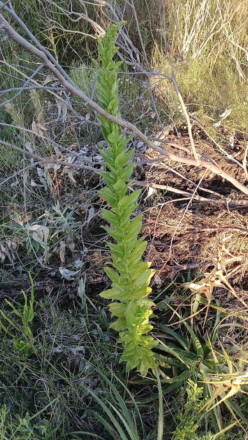 Pterocaulon polystachyum photo 8