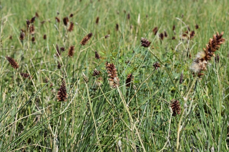Pterocaulon purpurascens