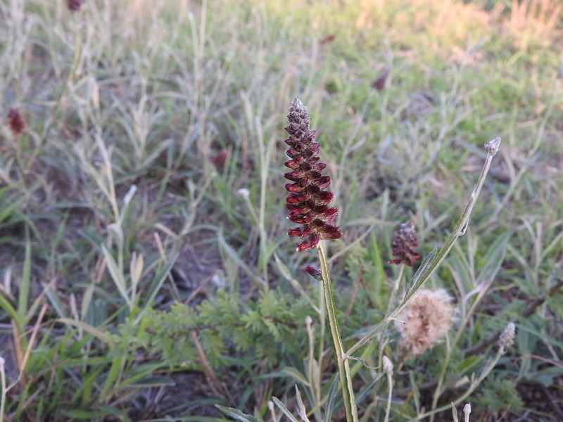 Pterocaulon purpurascens photo 2
