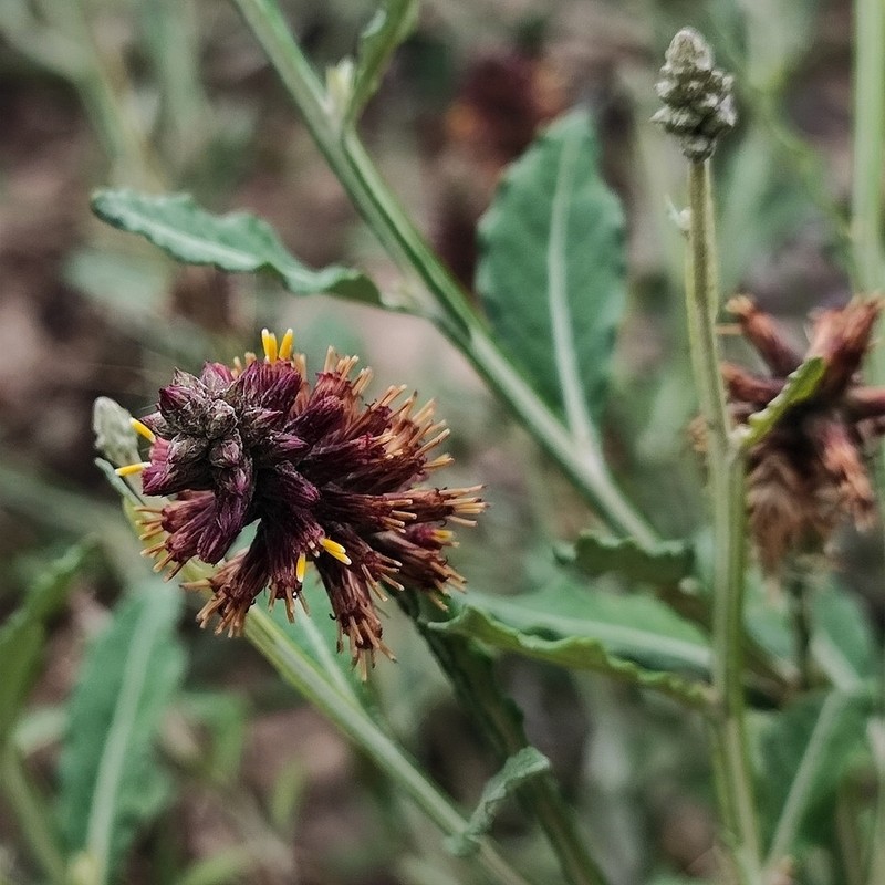 Pterocaulon purpurascens photo 3