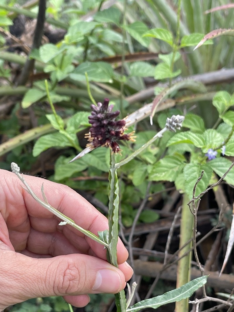 Pterocaulon purpurascens photo 4