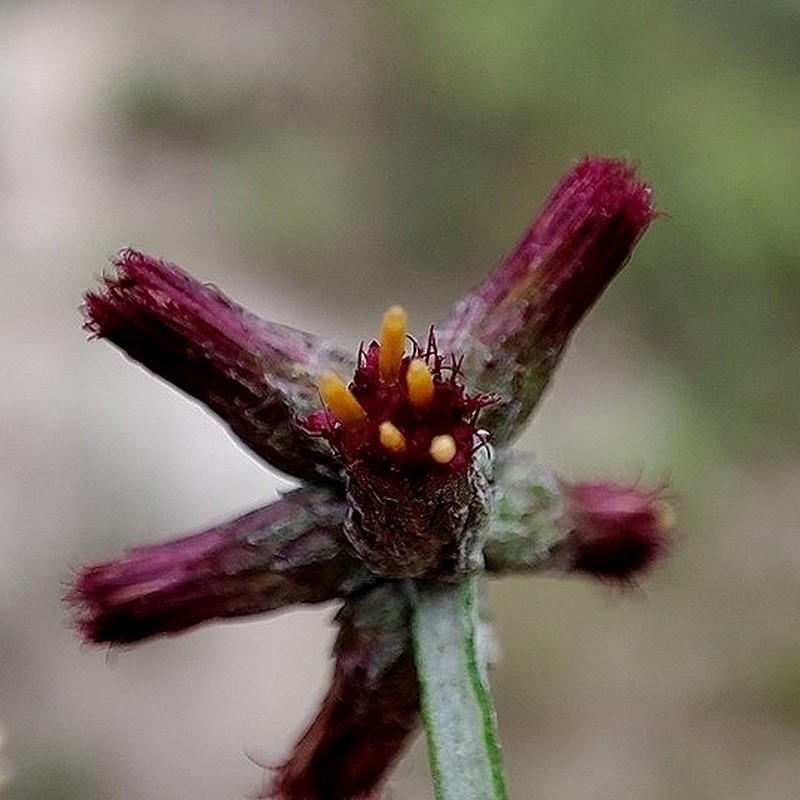 Pterocaulon purpurascens photo 5