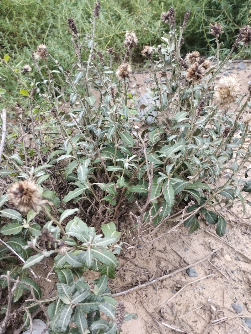 Pterocaulon purpurascens photo 6