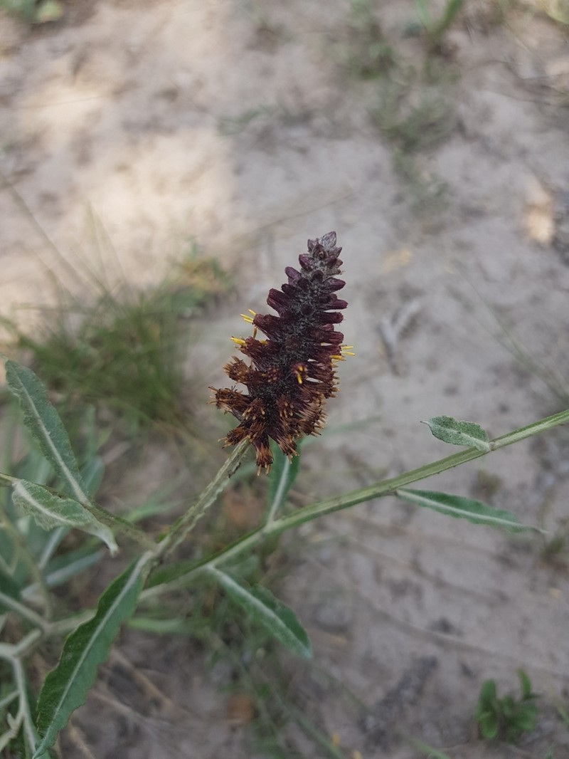 Pterocaulon purpurascens photo 7