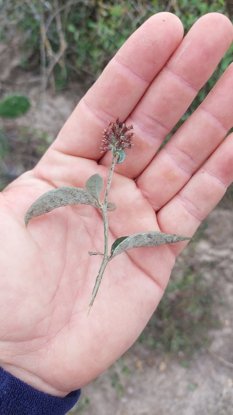 Pterocaulon purpurascens photo 8