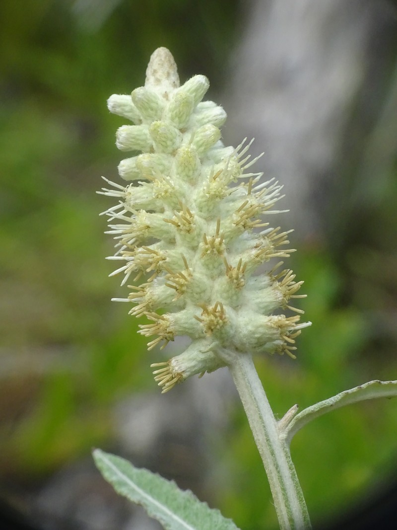 Dense-Spike Blackroot