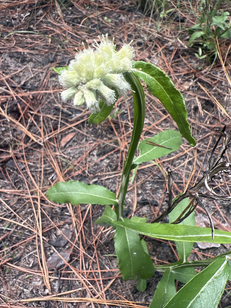 Dense-Spike Blackroot photo 2