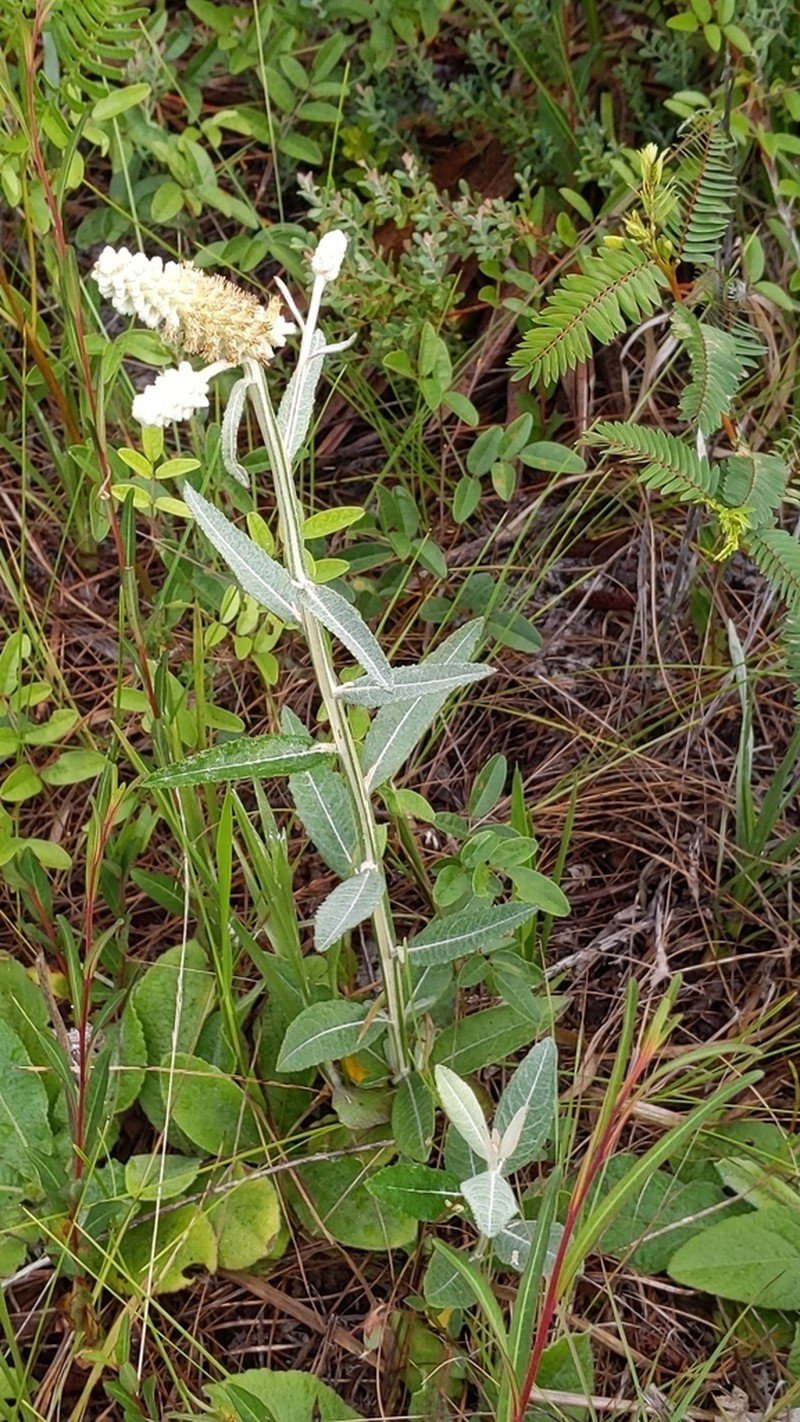 Dense-Spike Blackroot photo 3