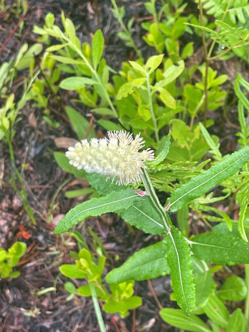 Dense-Spike Blackroot photo 4