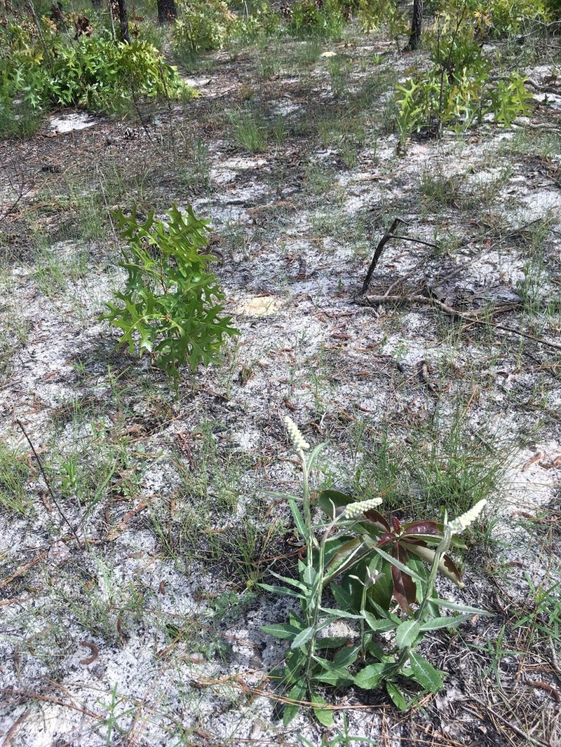 Dense-Spike Blackroot photo 5