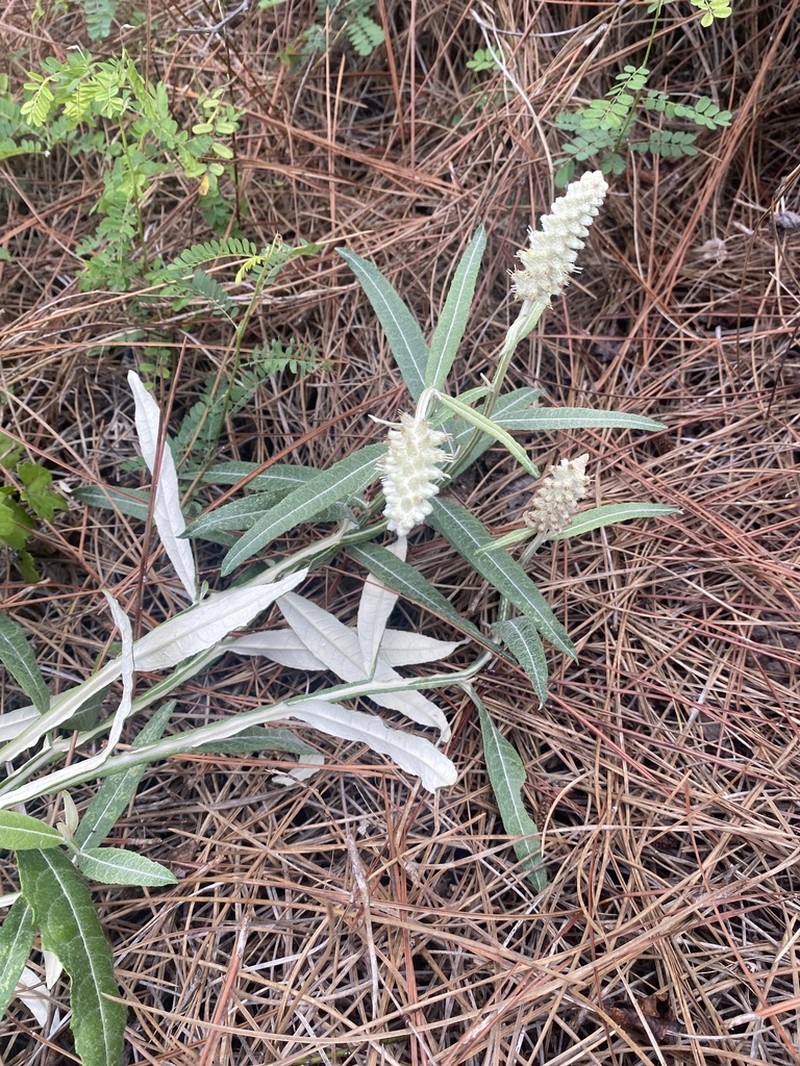 Dense-Spike Blackroot photo 6