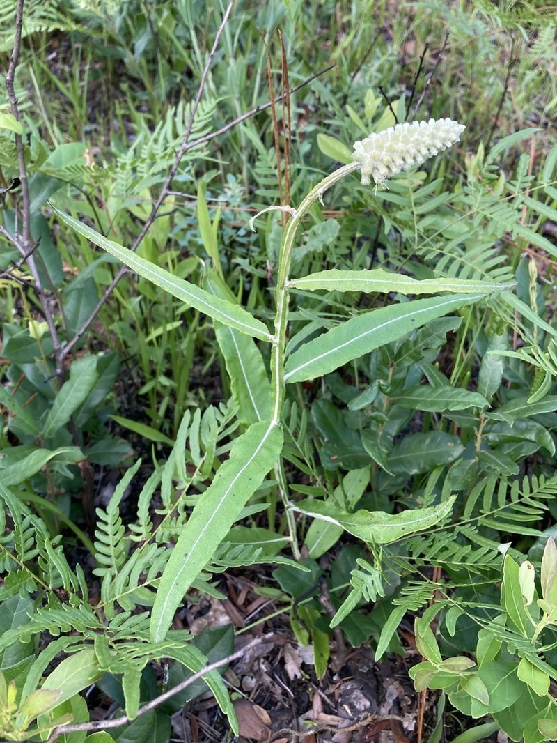 Dense-Spike Blackroot photo 7