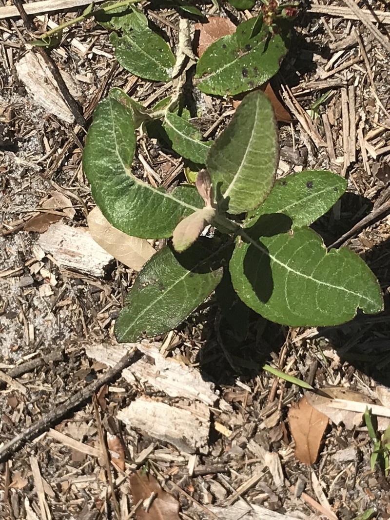 Dense-Spike Blackroot photo 8