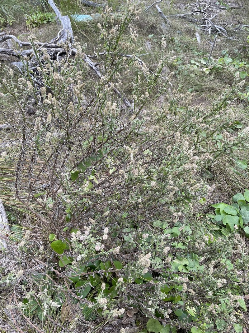 Pterocaulon redolens