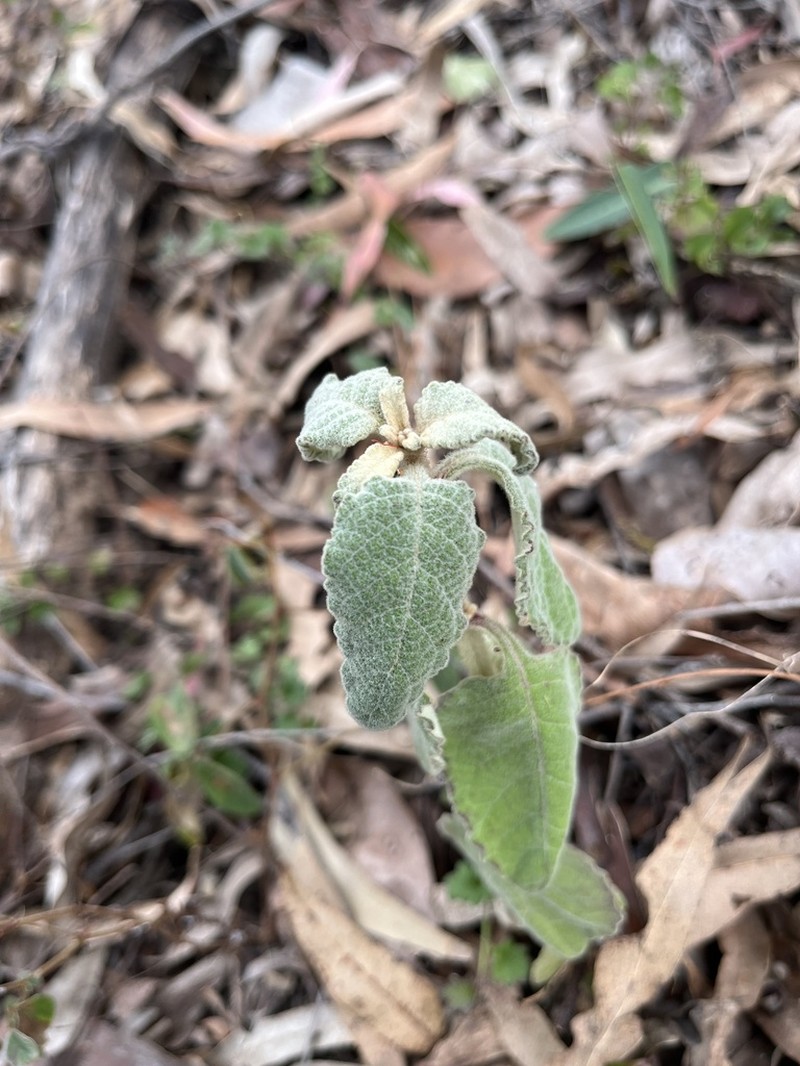 Pterocaulon redolens photo 2