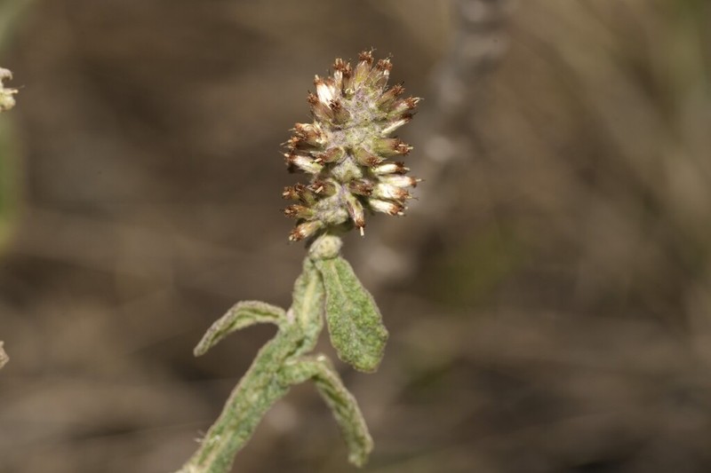 Pterocaulon redolens photo 3