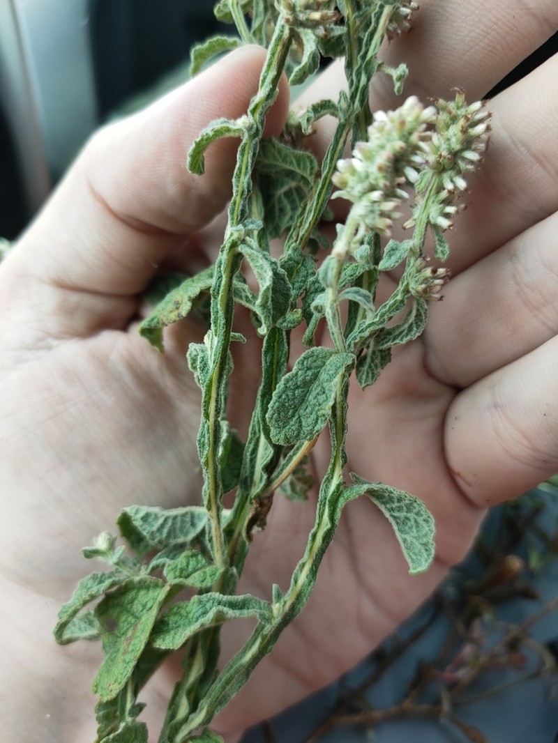 Pterocaulon redolens photo 4