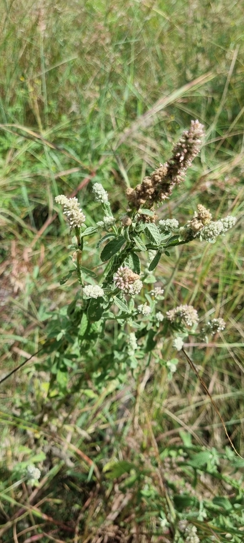 Pterocaulon redolens photo 5
