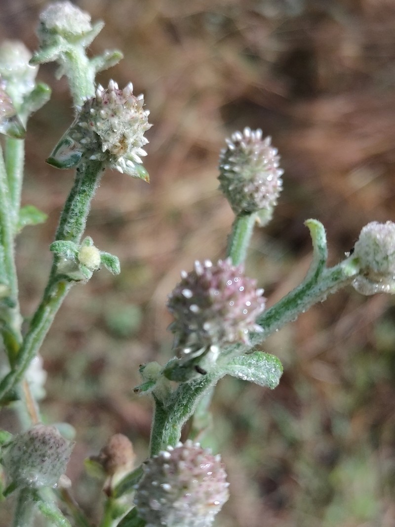 Pterocaulon redolens photo 6