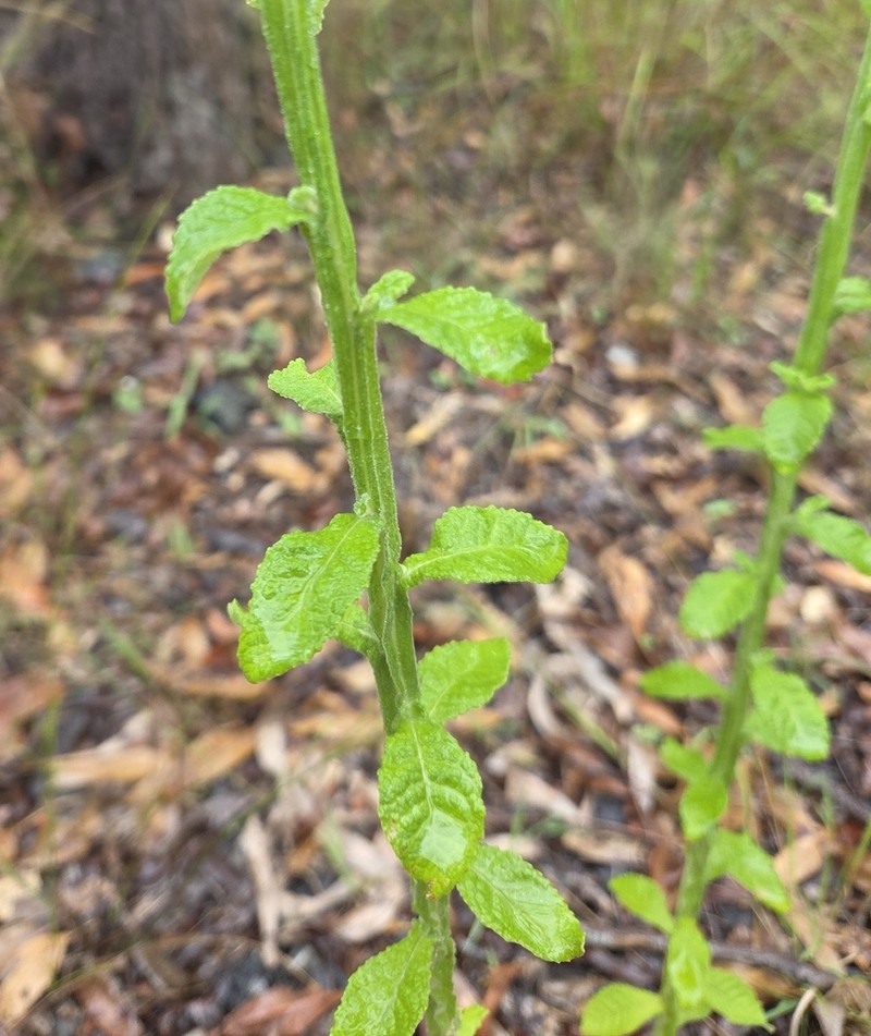 Pterocaulon redolens photo 7