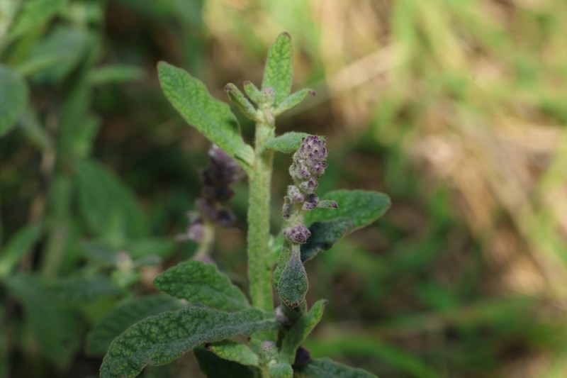 Pterocaulon redolens photo 8