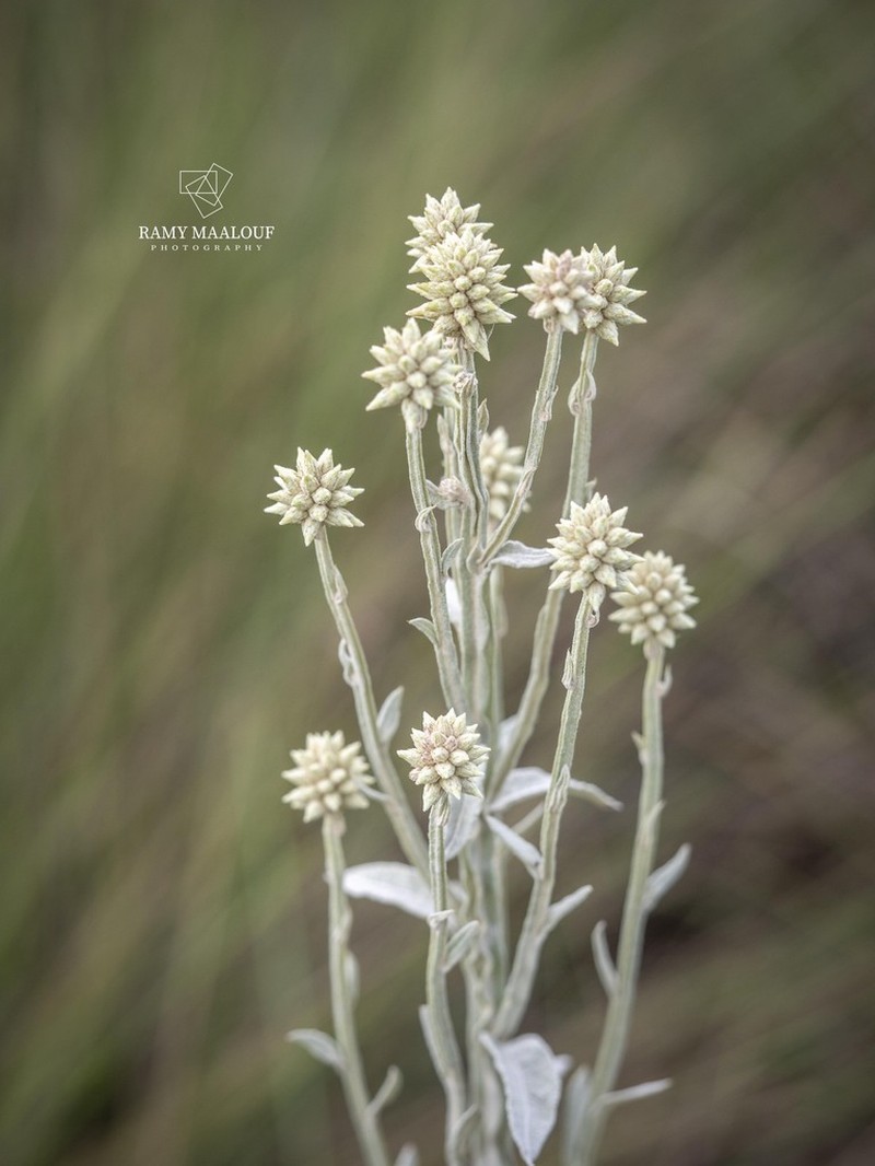Pterocaulon rugosum