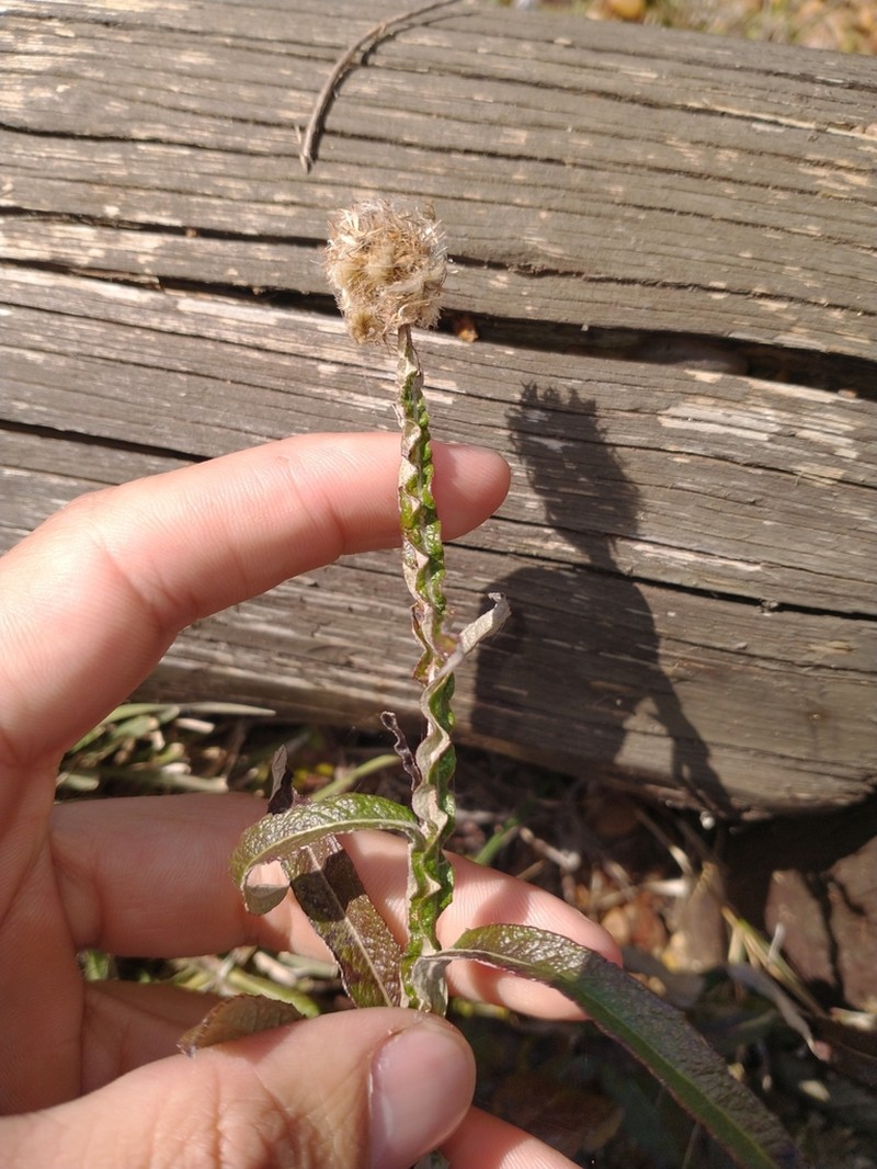 Pterocaulon rugosum photo 2