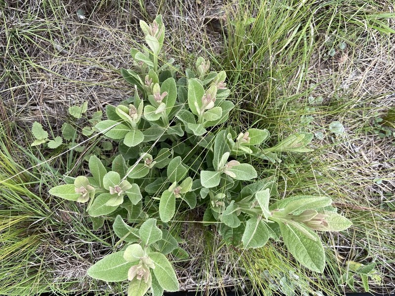 Pterocaulon rugosum photo 3