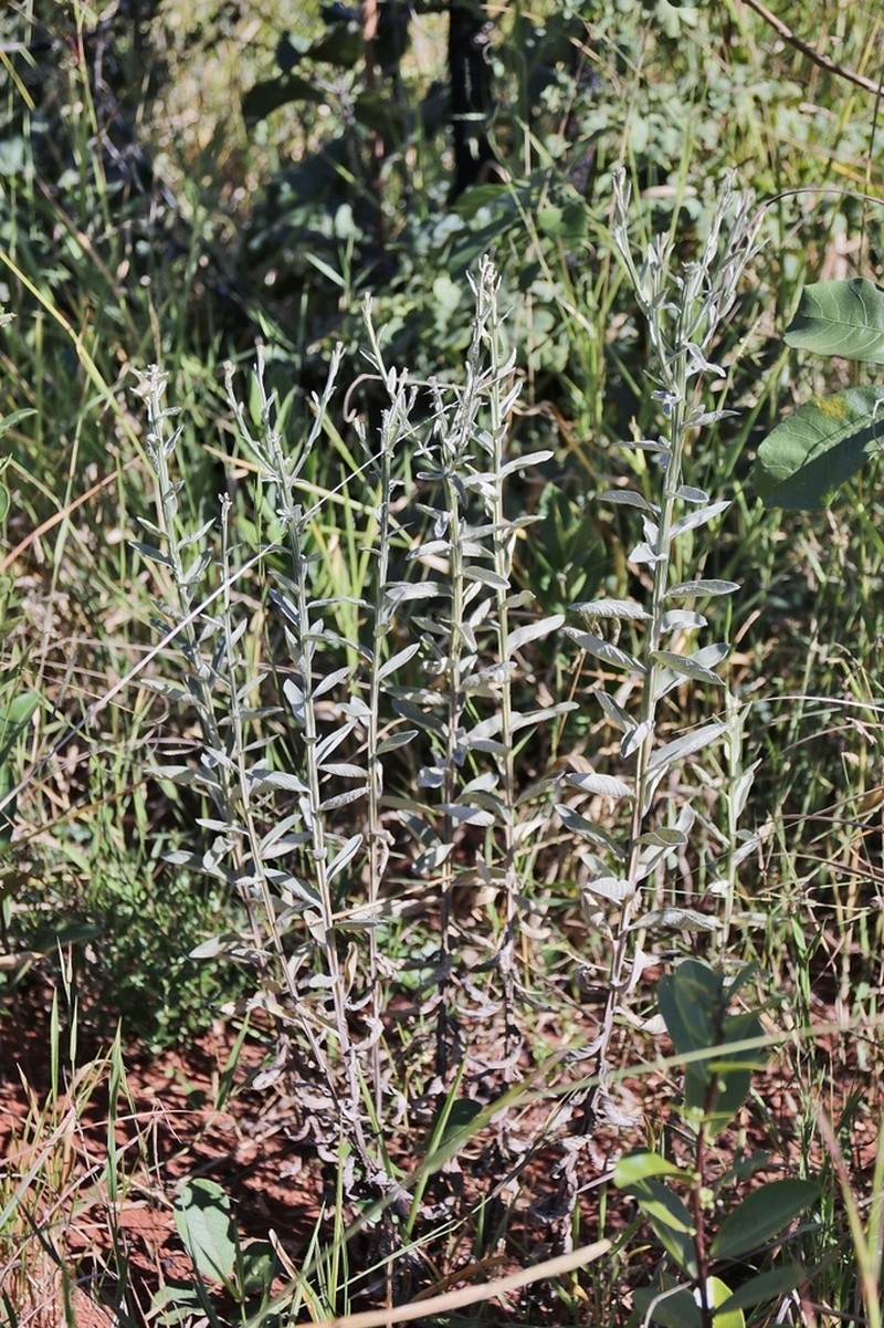 Pterocaulon rugosum photo 4