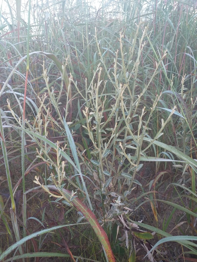Pterocaulon rugosum photo 5