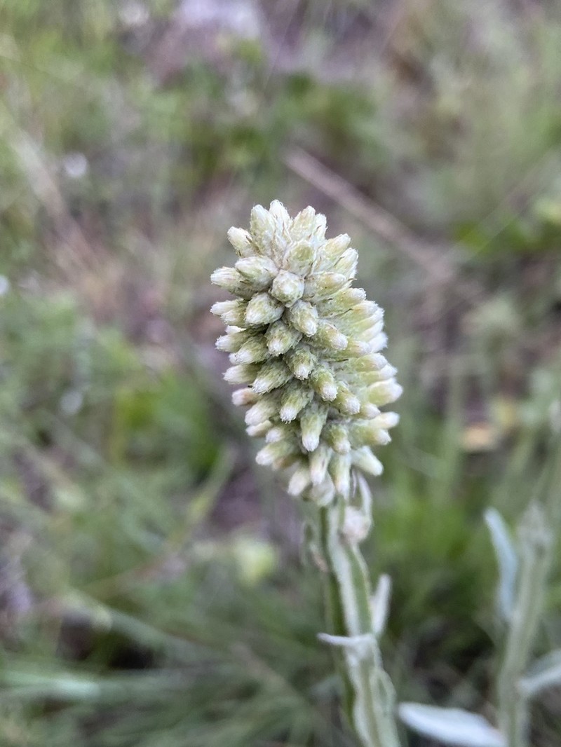 Pterocaulon rugosum photo 6
