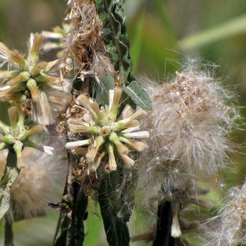 Pterocaulon rugosum photo 7