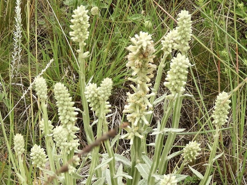 Pterocaulon rugosum photo 8