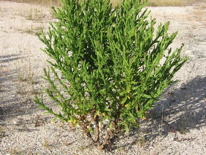 Pterocaulon serrulatum